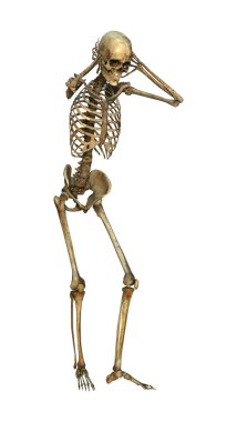 Beyaz üzerine 3D illüstrasyon insan iskeleti