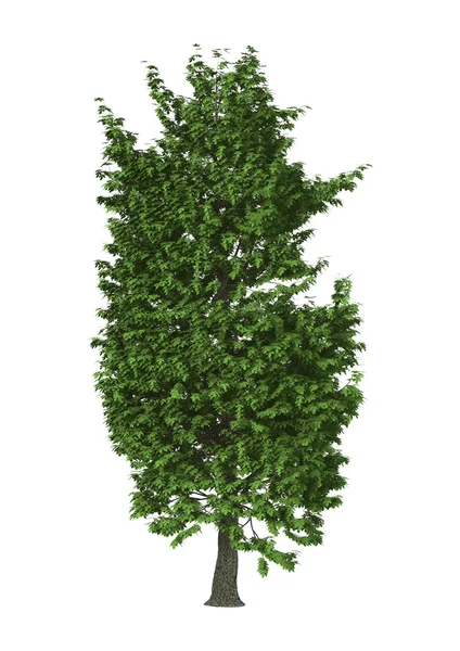 Drzewo 3D kasztan ilustracja na białym tle — Zdjęcie stockowe