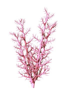 3D çizim mercan beyaz üzerine pembe