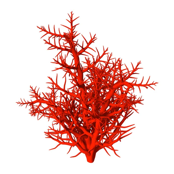 3d 图红珊瑚白底 — 图库照片