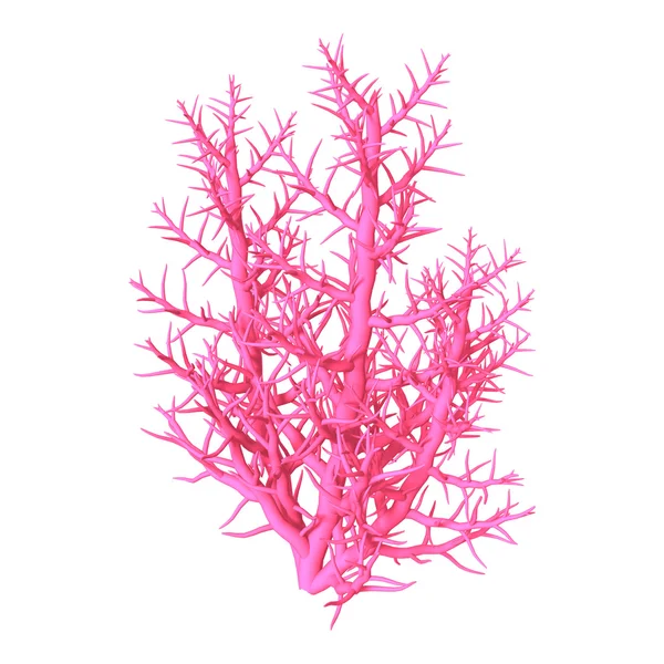 Розовый коралл на белом — стоковое фото