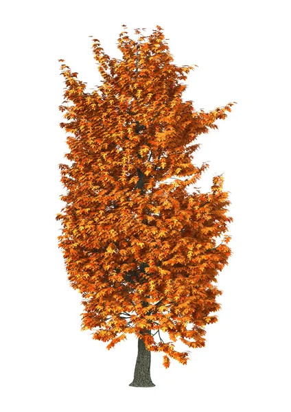 3D Illustration Chestnut Tree on White — Stok Foto
