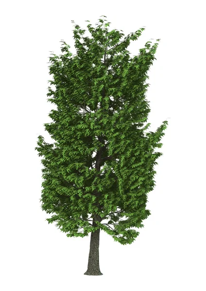 Drzewo 3D kasztan ilustracja na białym tle — Zdjęcie stockowe