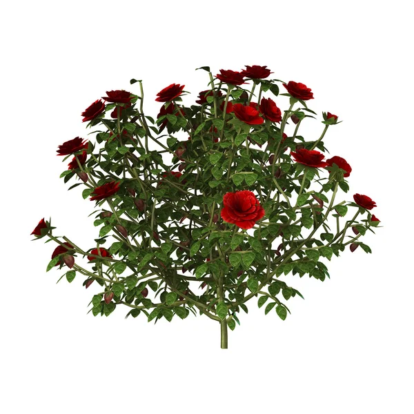 3D ілюстрація Червона троянда кущ на білому — стокове фото