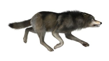 Beyaz üzerinde 3D çizim vahşi kurt