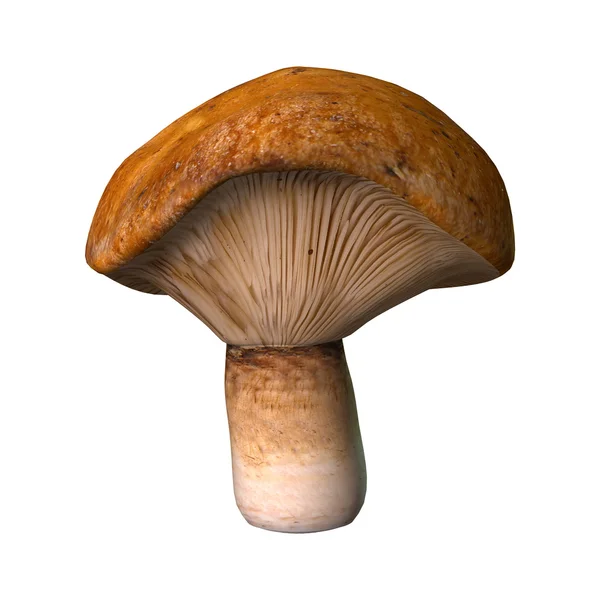 3D Illustration Pilze auf Weiß — Stockfoto