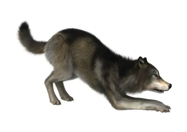 3D Illustration wilder Wolf auf weiß — Stockfoto