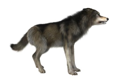 Beyaz üzerinde 3D çizim vahşi kurt