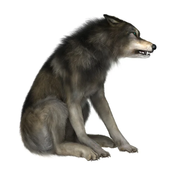 3D Illustration wilder Wolf auf weiß — Stockfoto