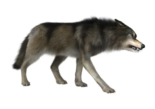 3D Illustration Wild Wolf on White — Stock Photo, Image