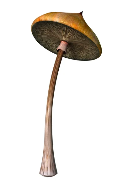 3d 图迷幻蘑菇上白 — 图库照片