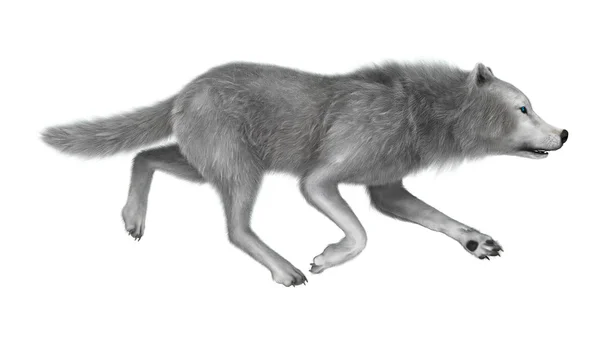 Ilustración 3D Lobo polar en blanco —  Fotos de Stock