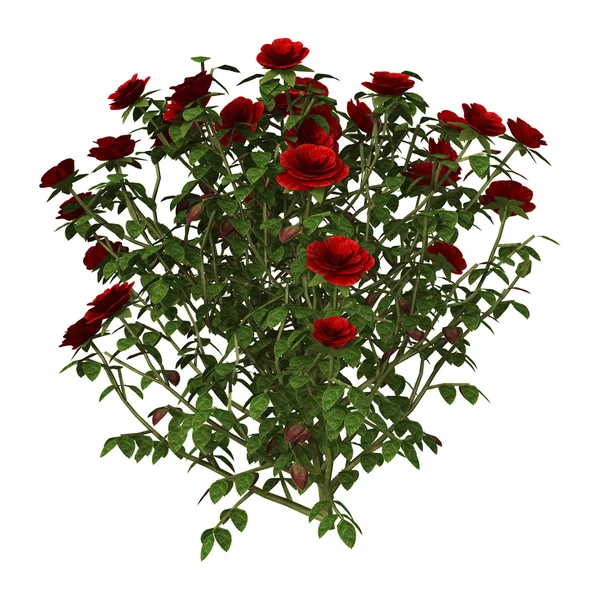 Ilustração 3D Red Rose Bush em branco — Fotografia de Stock