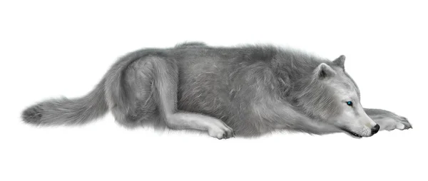 3D rendering Polar Wolf på vit — Stockfoto