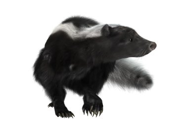 3D render kokarca beyaz