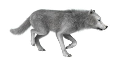 Beyaz üzerinde 3D render kutup kurt