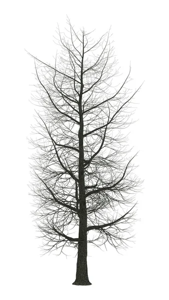 3D rendering gesztenye fa, fehér — Stock Fotó