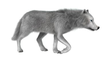 Beyaz üzerinde 3D render kutup kurt