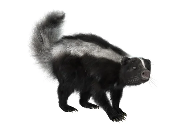 3D rendering Skunk σε λευκό — Φωτογραφία Αρχείου