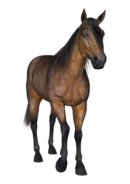 3D Rendering Bay Horse on White — Stock Photo, Image
