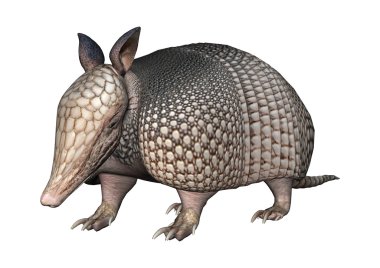3D render Armadillo beyaz