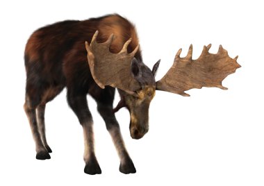 Beyaz üzerine 3D render erkek geyik