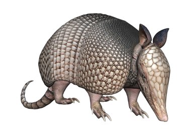 3D Rendering Armadillo on White clipart