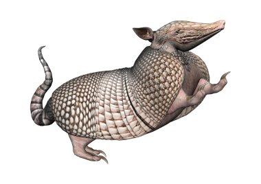 3D render Armadillo beyaz