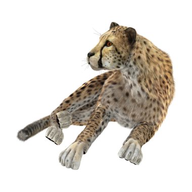 3D render büyük kedi Cheetah beyaz