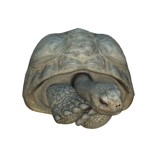 3D vykreslování želva Galapágy želvy na bílém pozadí — Stock fotografie