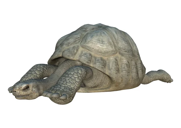 3D Rendering Turtle Galapagos Tortoise on White — Stock Photo, Image