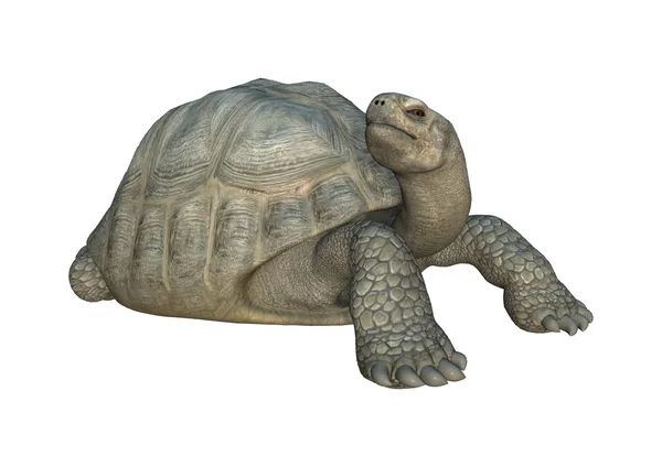 3D-изображение черепахи Галапагосской черепахи на белом фоне — стоковое фото