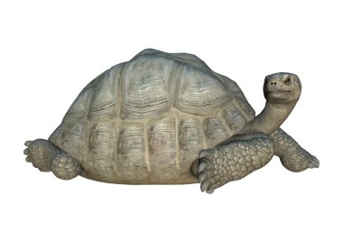 3D render kaplumbağa Galapagos kaplumbağası beyaz