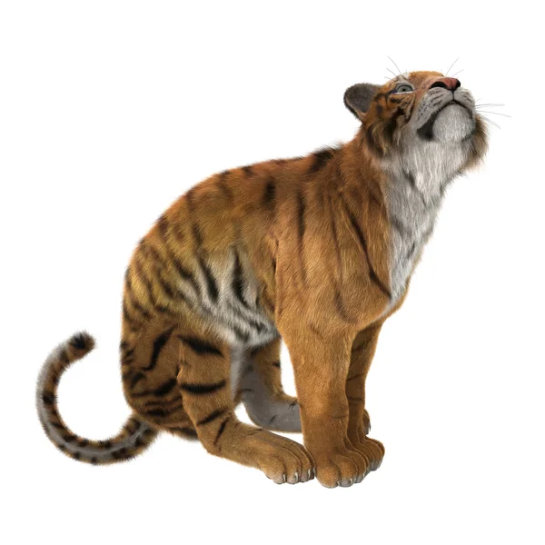 3D vykreslování tygr na bílém pozadí — Stock fotografie