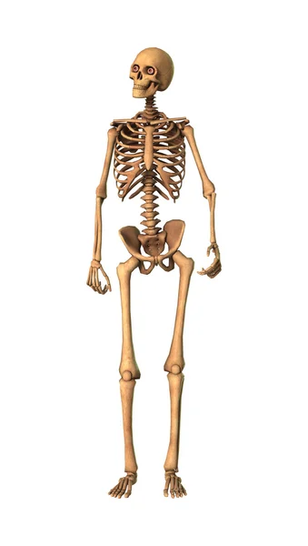 Rendu 3D squelette humain sur blanc — Photo