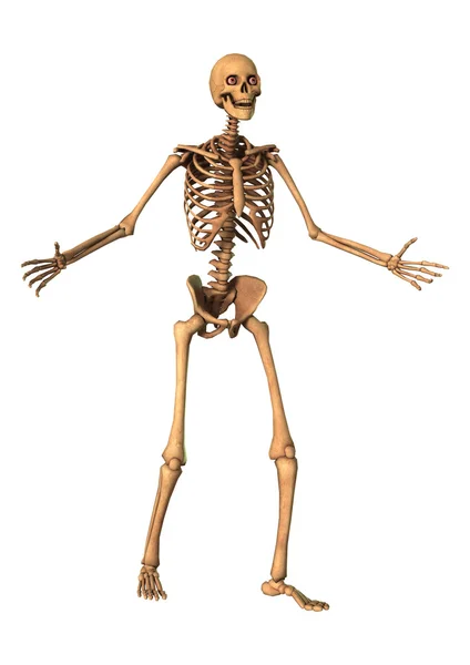 白の 3 d レンダリングの人間の骨格 — ストック写真