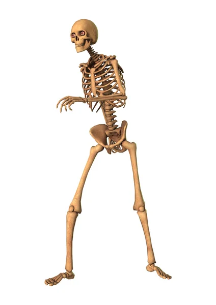 3D Rendering Human Skeleton on White — Stock Photo, Image