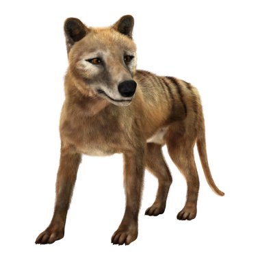 3D render Thylacine beyaz