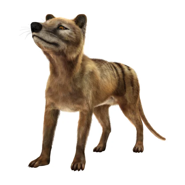 3D Rendering Thylacine on White — Stock Photo, Image