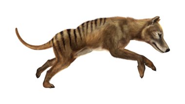 3D Rendering Thylacine on White clipart