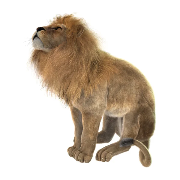 3D rendering manliga lionen på vit — Stockfoto