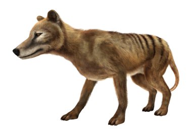 3D render Thylacine beyaz