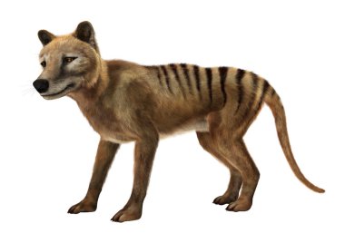 3D render Thylacine beyaz