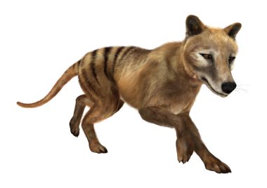 3D render Thylacine beyaz
