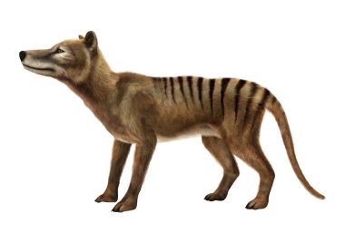 3D render Thylacine beyaz