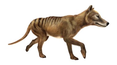 3D render Thylacine beyaz