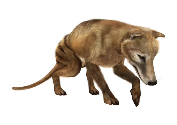 3D Rendering Thylacine di Putih — Stok Foto