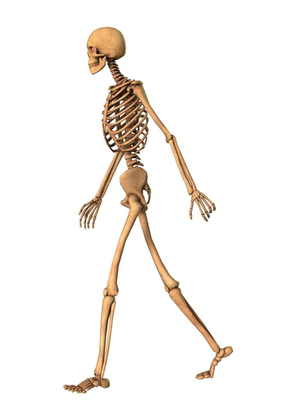 3D рендеринг скелета человека на белом — стоковое фото