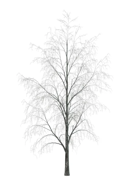 Representación 3D árbol de abedul en blanco —  Fotos de Stock