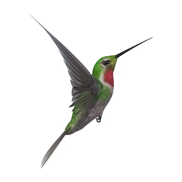 3D rendering Humming Bird op wit — Stockfoto